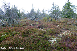 Stenfjellet