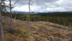 Langmyrrabben