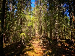 Lintjernåsen