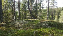 Myggbukta punkt 555