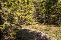 Sagåsen