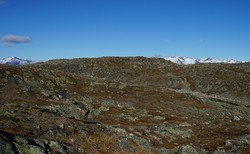 Loppebolegge