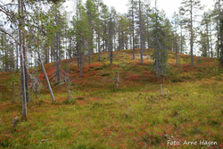 Fuglberget