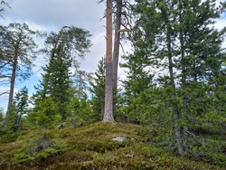 Nordåskollen