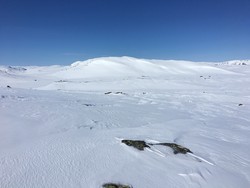 Kongshellernuten