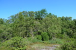 Ørnakula