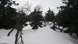 Langmyrhaugen