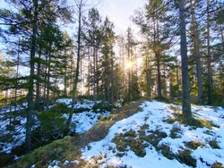 Buåsen