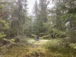 Kalvehaugen