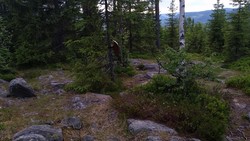 Sauhaugen