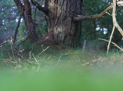 Melsomskogen