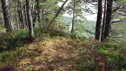 Sørhalsneshaugen