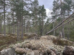 Viktjernåsen