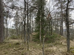 Langmyråsen