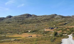 Grånuten