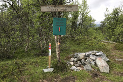 Svarthåmmåren