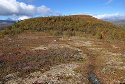 Darthushaugen