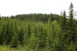 Østre Kjølen