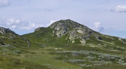 Brurnuten