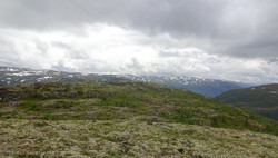Fuglenosi