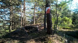 Frøsås