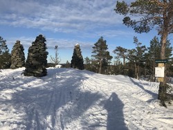 Brøvardheia