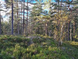 Vassåsen