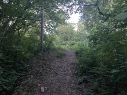 Rektorhaugen