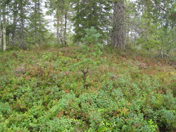 Kjølen