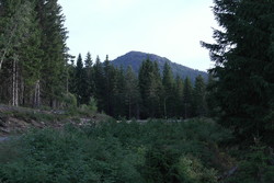 Grønlikollen