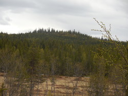 Putthaugen