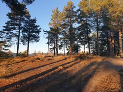 Kringlekollen
