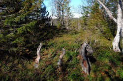 Skavlihaugen