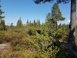Elneshøgda