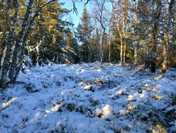 Torsonhøgda