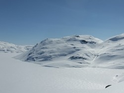 Loneknuten aust