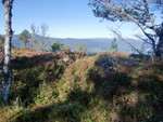 Gulbergnotten