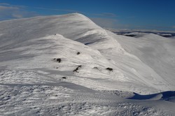 Vetlgråhøa