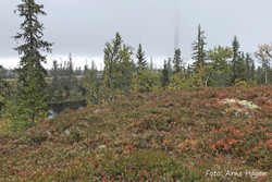 Løvåsen