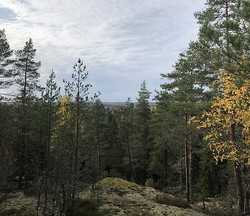 Männistönmäki