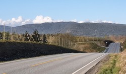 Griseryggen