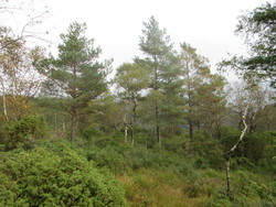 Storerinden