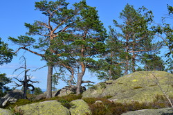 Litle Ørnehallen