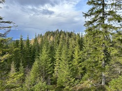 Elggrasåsen