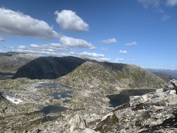 Sauavassholten