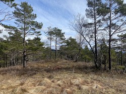 Preståsen