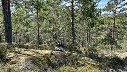 Svartås