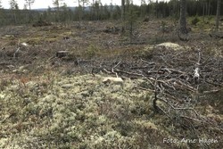 Bjørnbekkhøgda
