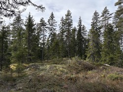 Svinhagbergen