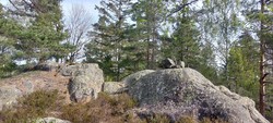 Ternefjell